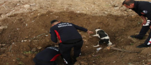 Erbaa’da toprak altında kalan anne köpek ve yavruları, itfaiye ekipleri tarafından kurtarıldı.