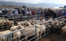 Tokat’ın Niksar ve Erbaa ilçelerinde şap nedeniyle hayvan pazarları kapatıldı