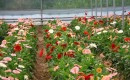 Erbaa’da kesme çiçekler, bu yıl ilk kez ihraç edilmeye başlandı.